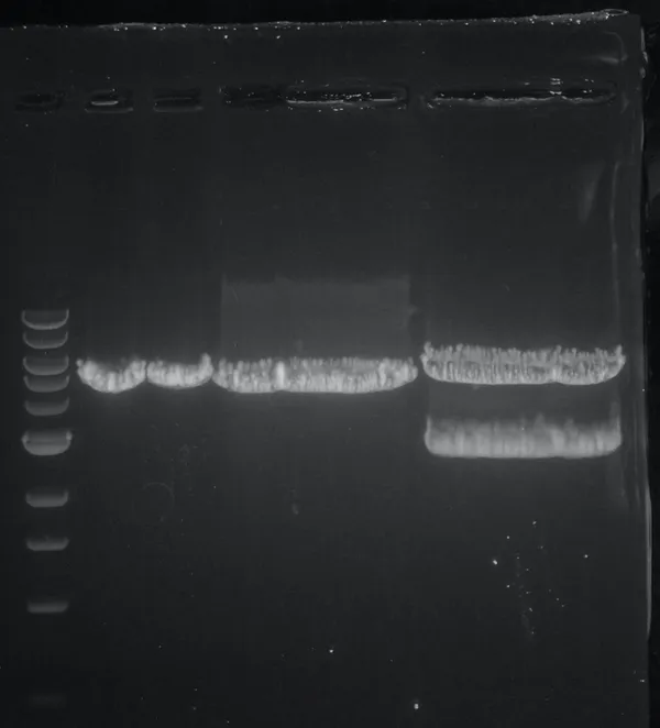 Houston-area forensic DNA lab Othram holds potential role as investigators pursue leads in Nancy Guthrie case