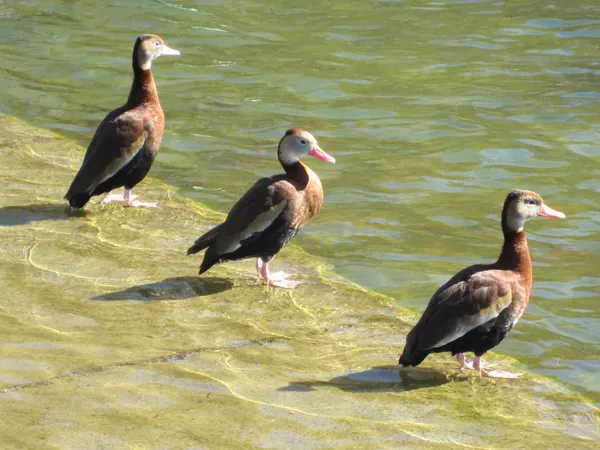 5-year-old girl dies in crash near Hermann Park as Almeda Road investigation continues in Houston