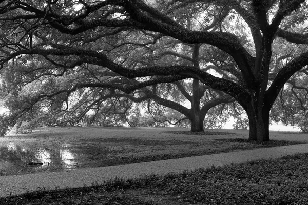 Foggy Mornings and Humid Highs: Houston’s Weather Outlook for Tuesday