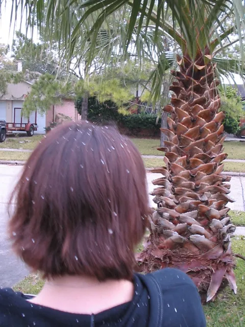 The Great Sunday Temperature Plunge: Houston’s 40-Degree Weather Whiplash